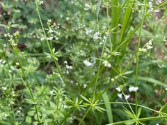 Galium mexicanum