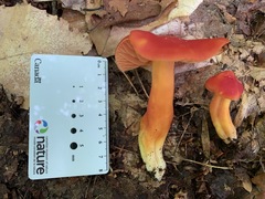 Hygrocybe splendidissima