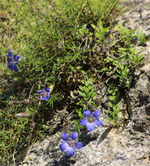 Gentiana septemfida grossheimii