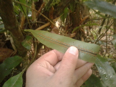 Serpocaulon levigatum