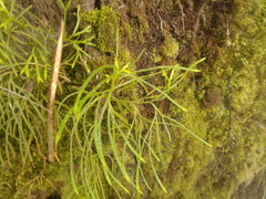 Diphasiastrum thyoides