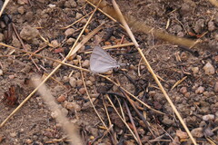 Iolaus violacea
