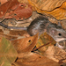 Salvin's Spiny Pocket Mouse - Photo (c) Wildlife Wanderer, some rights reserved (CC BY-NC-ND)