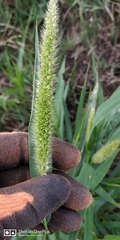 Setaria italica