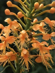 Platanthera chapmanii