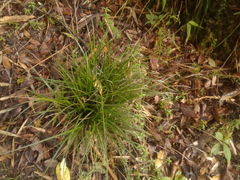 Carex hamata