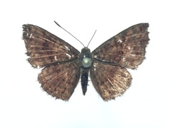 Calephelis argyrodines