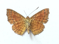 Calephelis argyrodines