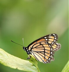Limenitis archippus
