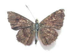 Calephelis argyrodines