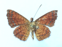 Calephelis argyrodines