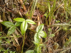 Otholobium mexicanum