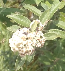 Buddleja parviflora