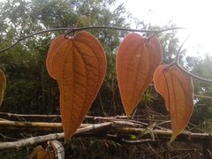 Smilax tomentosa