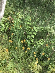 Platanthera chapmanii