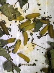 Ceratulus spectabilis