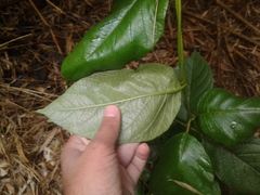 Mandevilla