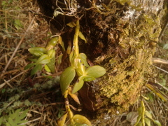 Epidendrum megalospathum