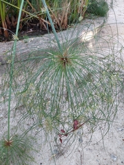 Cyperus papyrus
