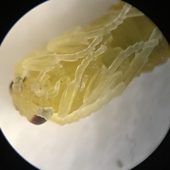 Ceratulus spectabilis