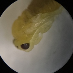 Ceratulus spectabilis