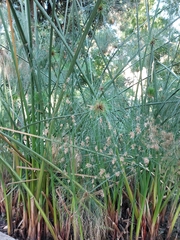 Cyperus papyrus