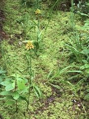 Platanthera chapmanii