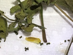 Ceratulus spectabilis