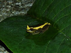 Dendropsophus bifurcus