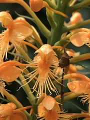 Platanthera chapmanii