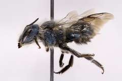 Osmia atriventris