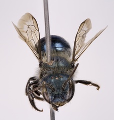 Osmia atriventris