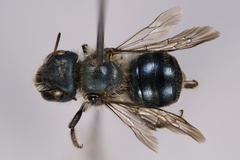 Osmia atriventris