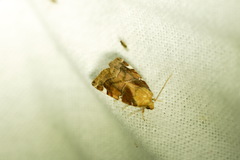 Cosmia diffinis
