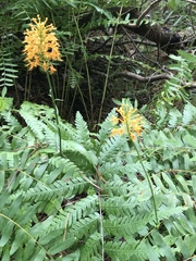 Platanthera chapmanii