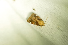 Cosmia diffinis