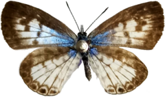 Leptotes cassius cassius