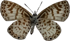 Leptotes cassius cassius
