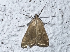 Loxostege sticticalis
