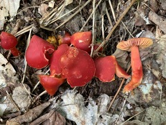 Hygrocybe splendidissima
