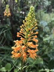 Platanthera chapmanii