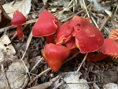 Hygrocybe splendidissima