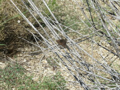 Erynnis meridianus