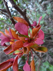 Puccinia magellanica