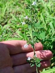 Clinopodium nepeta