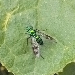Condylostylus occidentalis