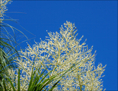 Beaucarnea recurvata