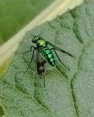 Condylostylus occidentalis