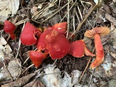 Hygrocybe splendidissima