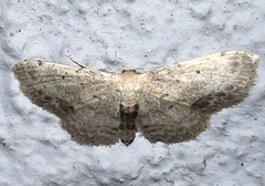 Idaea dimidiata